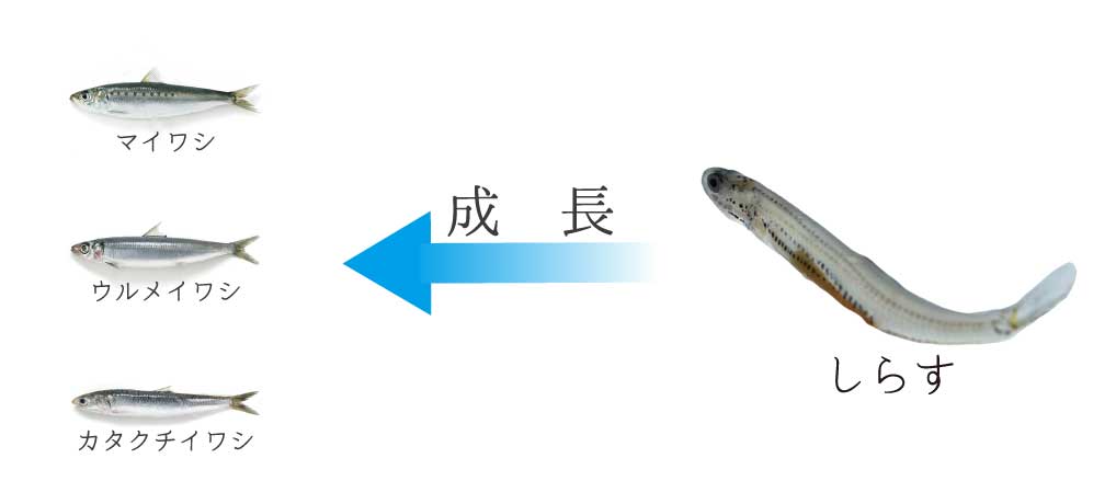 シラスは何の魚かご存知ですか？umito.®