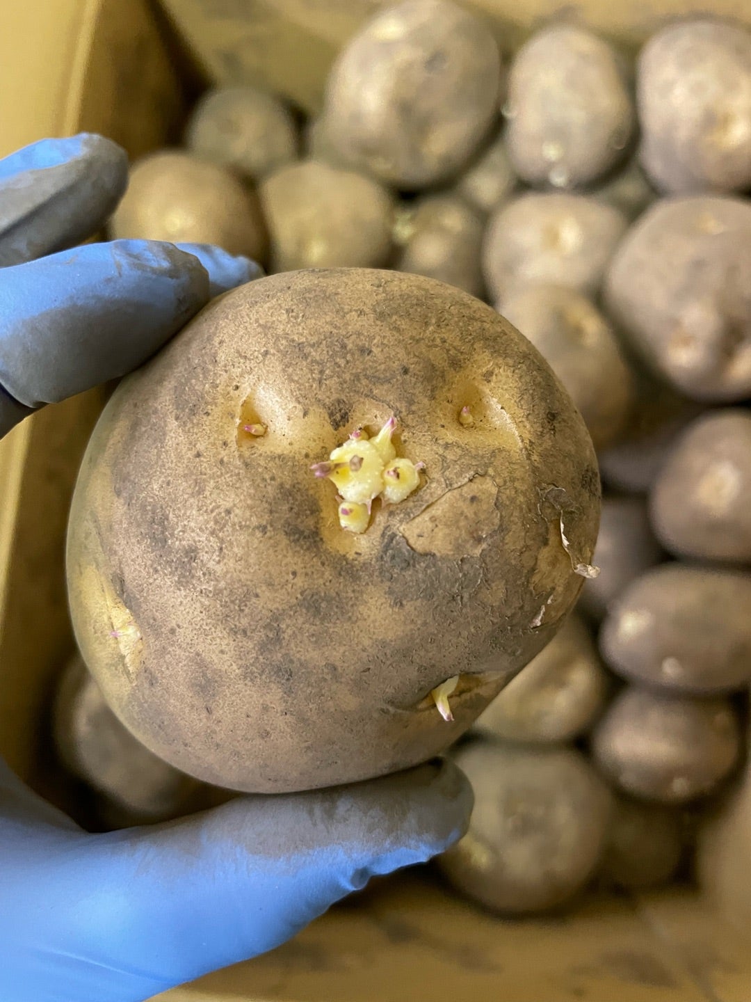 芽が出てしまったじゃがいもを植えたらじゃがいもできるの？旬菜里