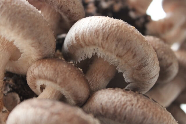 しいたけの裏が茶色や黒い これって食べれる？変色の原因や注意点、調理法についてeveryday life