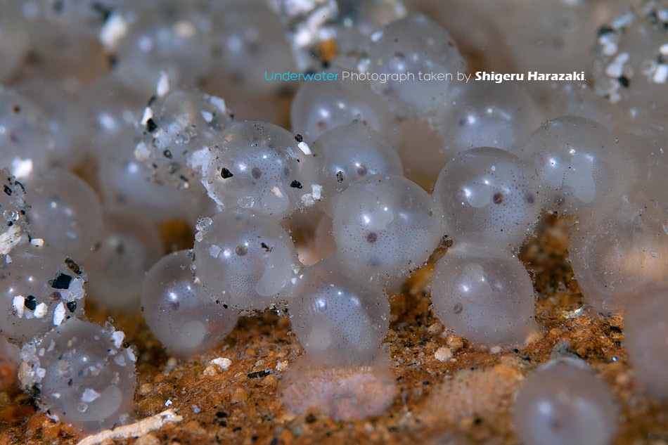 イカを楽しく解剖しながら部位別に美味しく食べる方法」を日本いか連合員が手とり足とり教えます - メシ通ホットペッパーグルメ