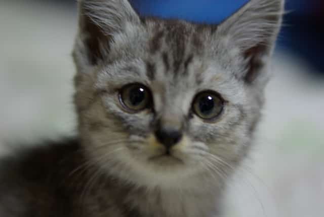 いきいきBlog : 冬のたべもの・春の七草パズル