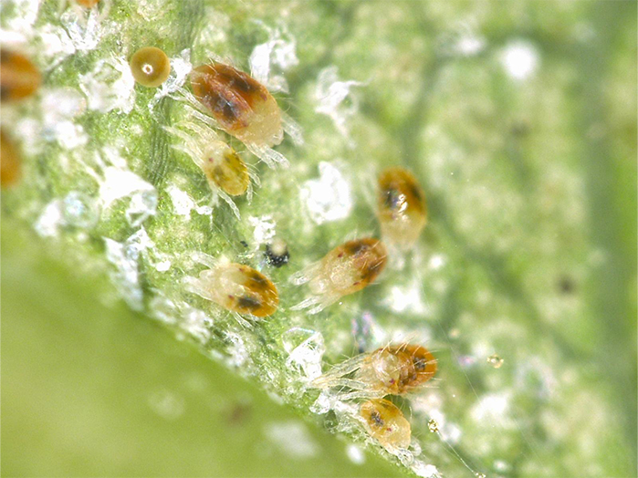 夏に嬉しい効果が!? 野菜の中でもトップクラスの「しそ」の栄養とは - ウェザーニュース