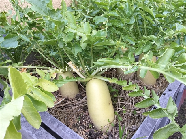 大根の種まきはいつまで？植える時期や間引き頻度などの育て方🍀GreenSnap グリーンスナップ