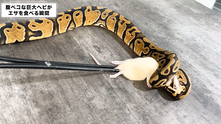 ヘビの食べ物ヘビは何を食べて生きているのでしょうか？ 世界には約3500種のヘビ 類が発見されており、その全てが肉食です。そして様々な動物を餌として利用しています。ネズミやカエル、変わったものだと魚の卵やカタツムリ、動物の死骸などを 食べるものもいます。利用