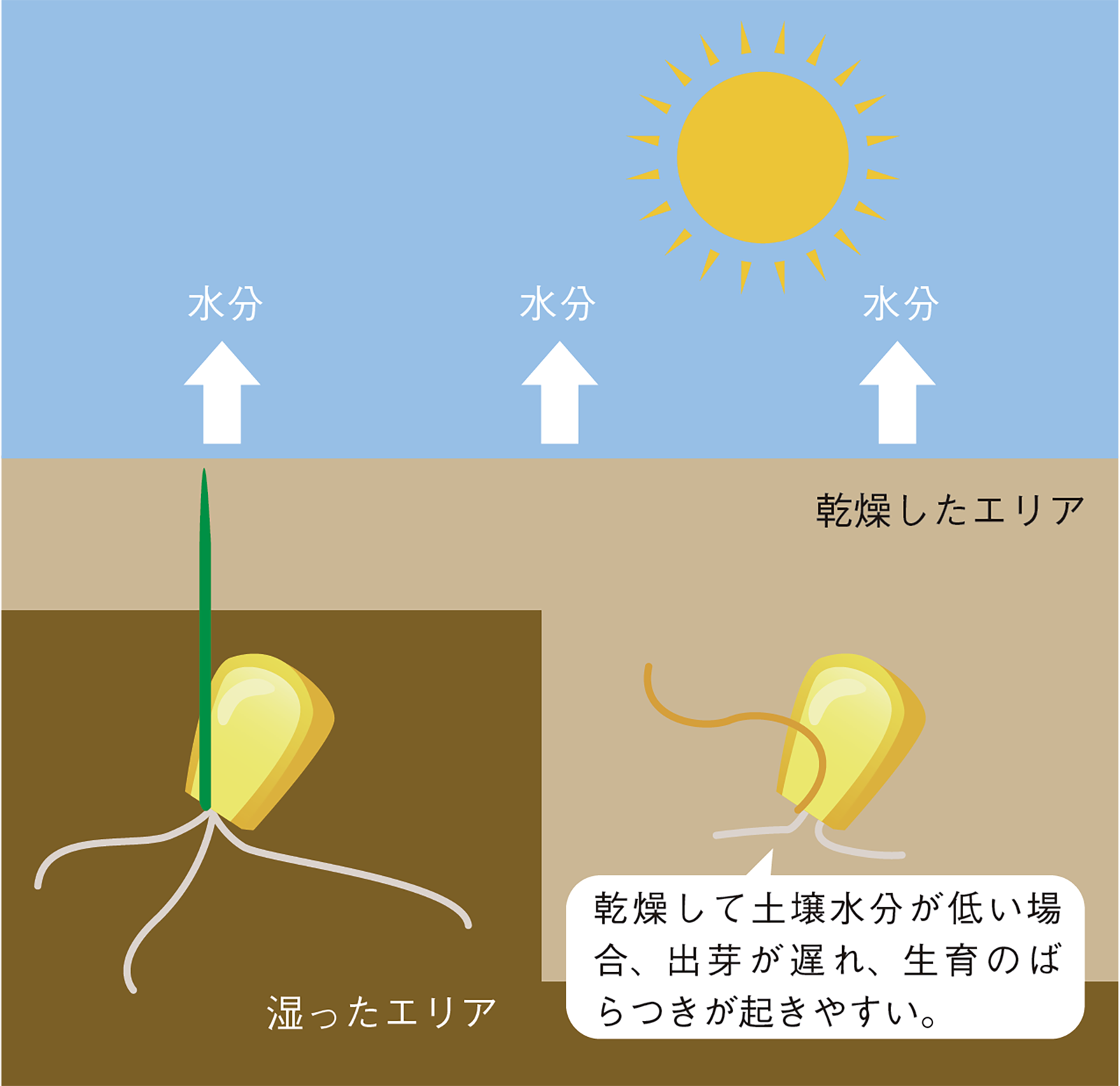 トウモロコシ栽培のコツ - 読んで上達！やさいの育て方耕うん機Honda公式サイト