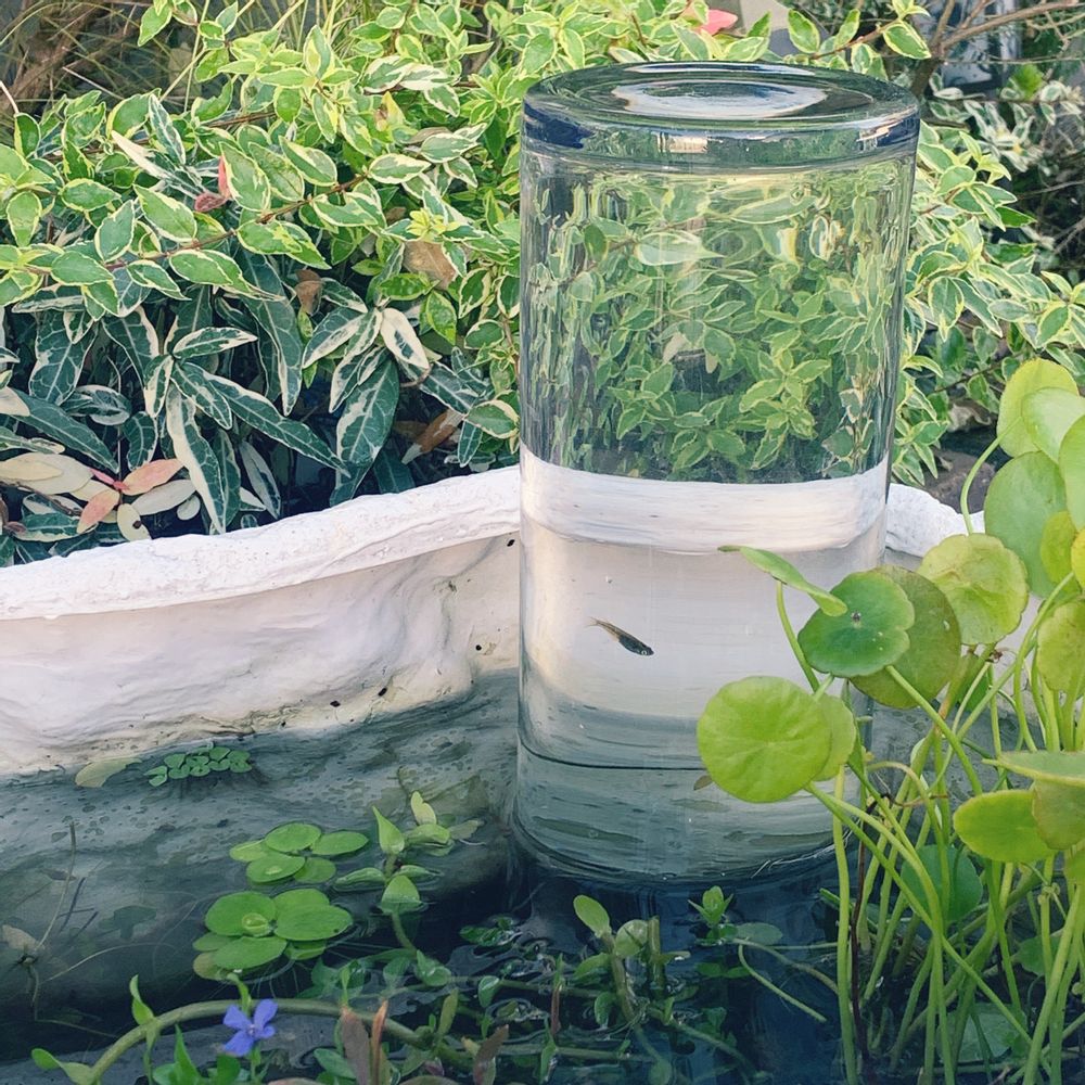 メダカタワーの作り方 〜私の場合〜🍀GreenSnap グリーンスナップ