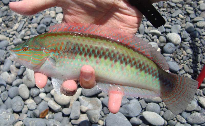 ベラの食べ方で刺身はまずい？美味しく食べれる？寄生虫はいる