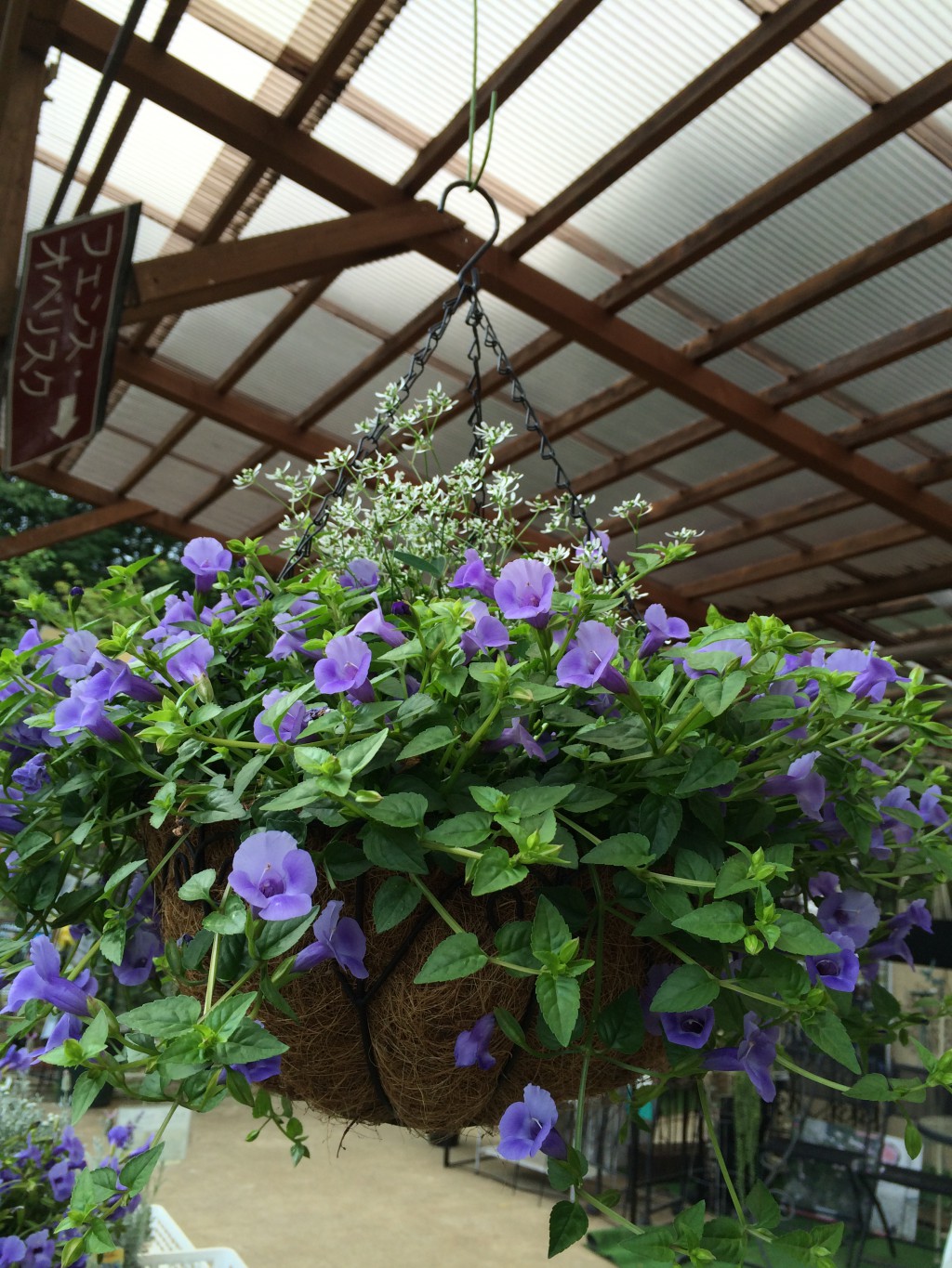 数量限定 大株！PW スーパートレニア カタリーナ ブルーリバー 6号 PVP草花04-TU草花, 季節の草花赤塚植物園オンライン花の音花苗・ガーデニング・園芸商品の通販サイト