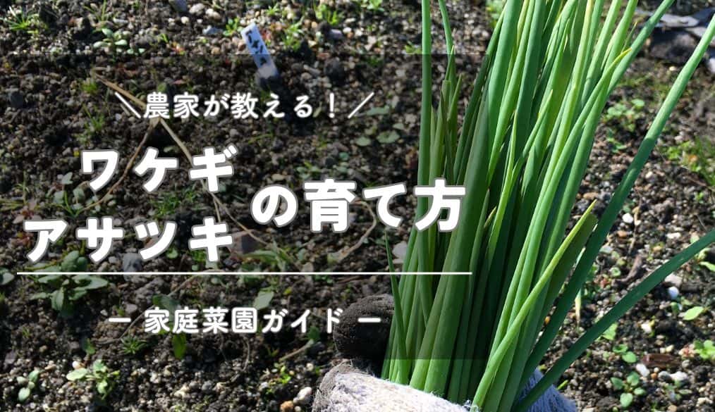 ワケギ 分葱プランター栽培 露地栽培 : 育て方.jp花、野菜の育て方など