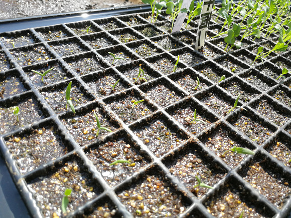 ナスの種まきと育苗の方法農家web