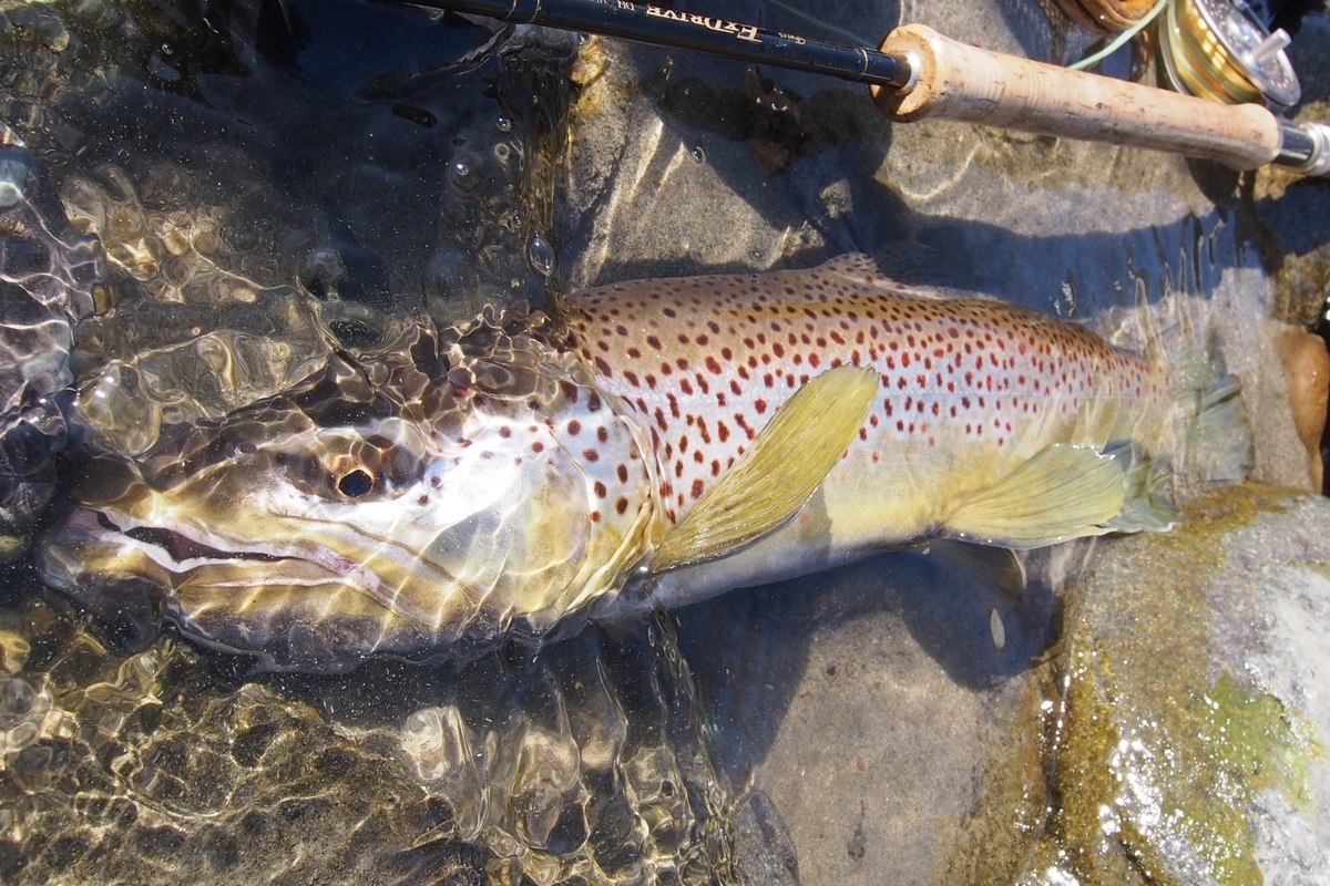 価格.com - 『ヒレを広げるともっと綺麗です』 デジタル一眼カメラ 深海魚 ２００５さんのクチコミ掲示板投稿画像・写真「オールドデジカメ倶楽部」 3656088 