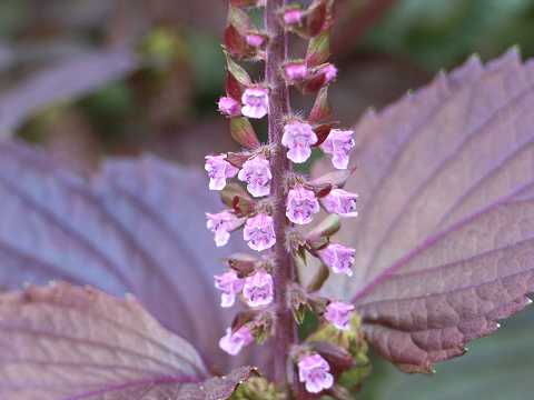 無肥料・自然栽培 赤紫蘇 あかじそ 260g 熊本県：吉田よしさん野菜ハート.netshop