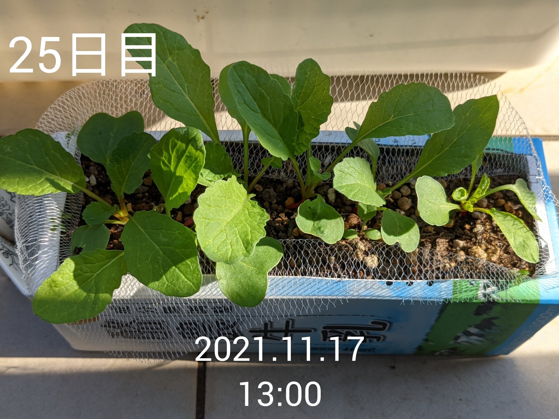 牛乳パック栽培ラディッシュ - YouTube