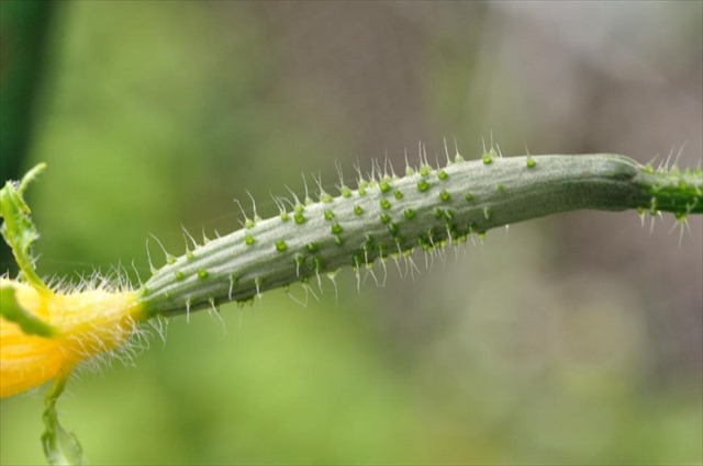 ほうれん草を上手に栽培する方法。栽培で起こる疑問トラブルも詳しく解説 - みんなのブログ体験農園なら貸し農園 市民農園 のシェア畑