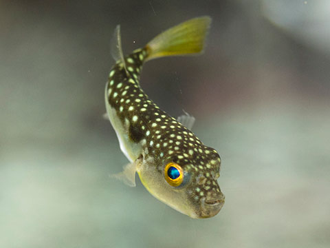 食用のふぐの種類とその可食部位 その1 百貝万魚 市場の水産物情報東京都市場衛生検査所