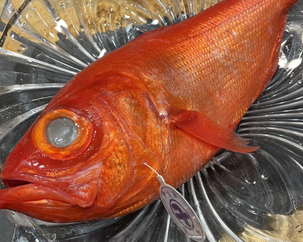 土佐沖のカツオに脂がのってきました – 中土佐町観光インフォメーションBLOG