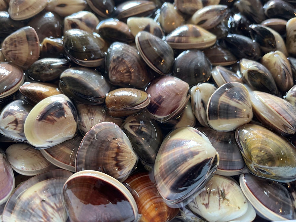 ハマグリの冷凍保存方法！美味しく保存する方法と解凍後の楽しみ方