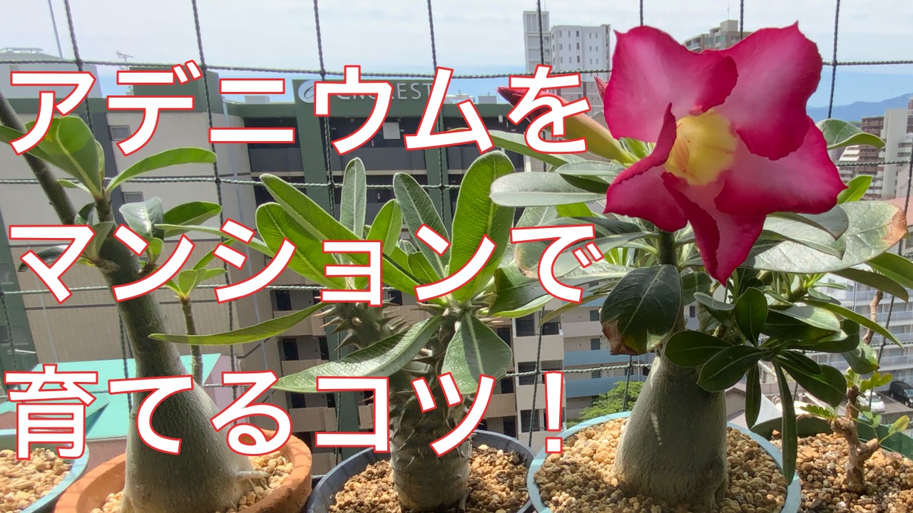 塊根植物 アデニウム植え替えと育て方 ポイント