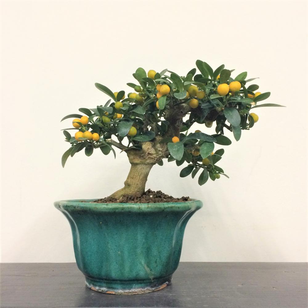 常豆盆栽 A ※受皿付きBONJIN shop 盆栽をもっと身近な存在に