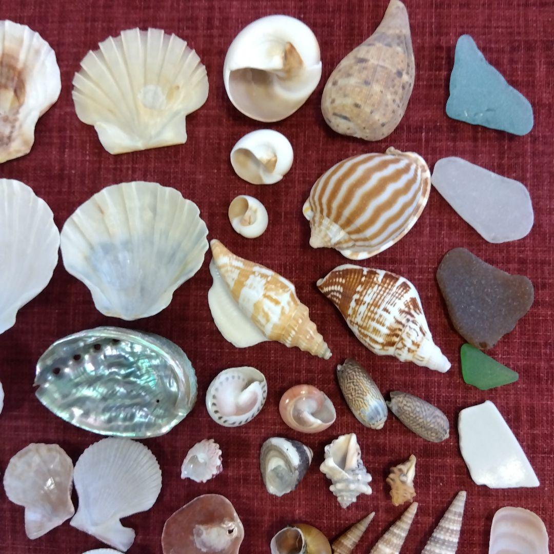 一枚貝は巻貝 - 飛ヶ市博物誌