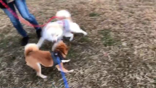 メロンパンをかぶった犬が増加中⁉食べちゃいたいほどかわいいペットたち - Peachy ピーチィ- ライブドアニュース