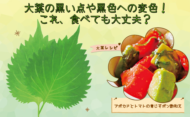 黄色っぽい大葉食べられますか？ 写真付- ベランダで育てた大- Yahoo!知恵袋