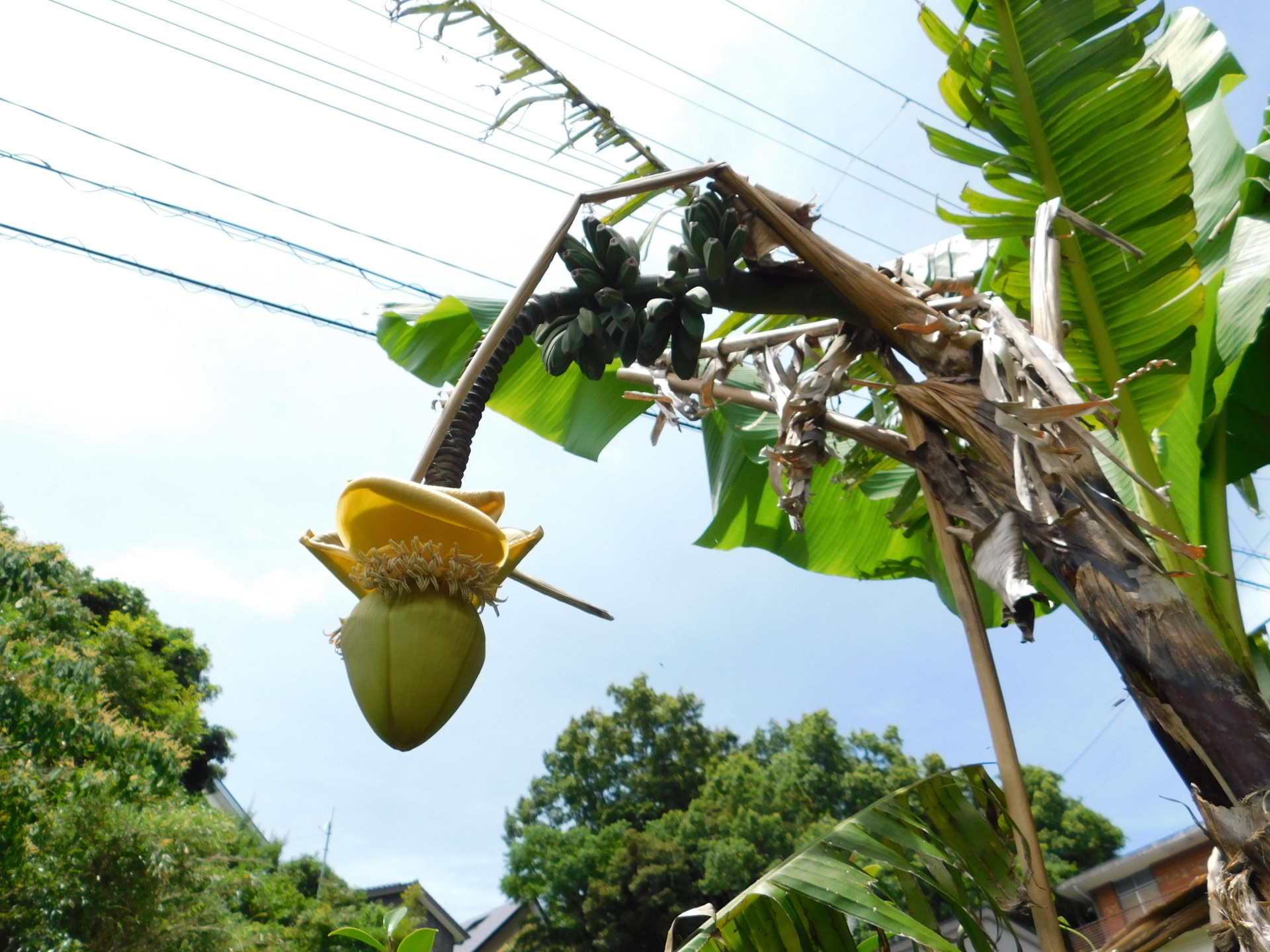 糸芭蕉のおはなし – クラシコサエル