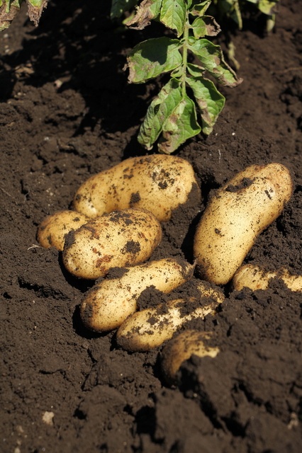 ジャガイモを苗から育てよう！～ジャガイモの育苗～切るを楽しむアルスコーポレーション株式会社