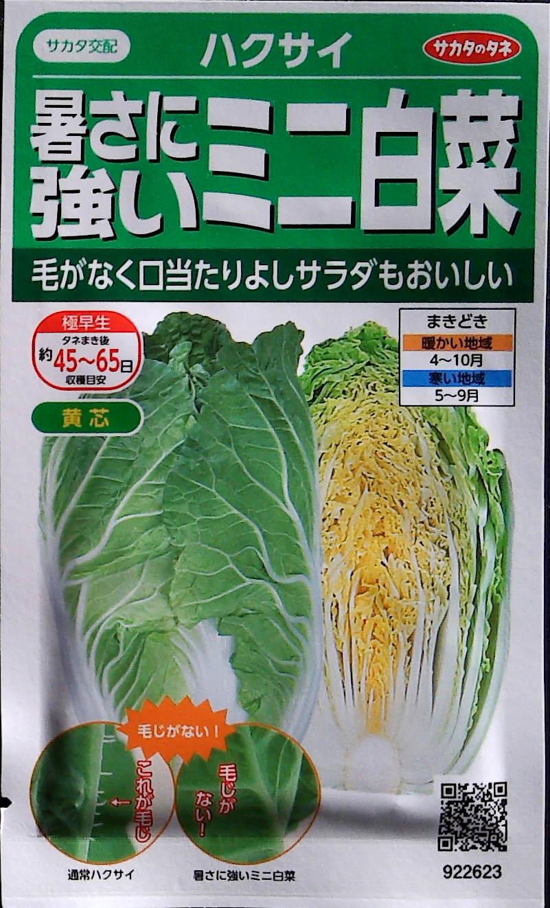 ミニ白菜出荷始まりました！farmO