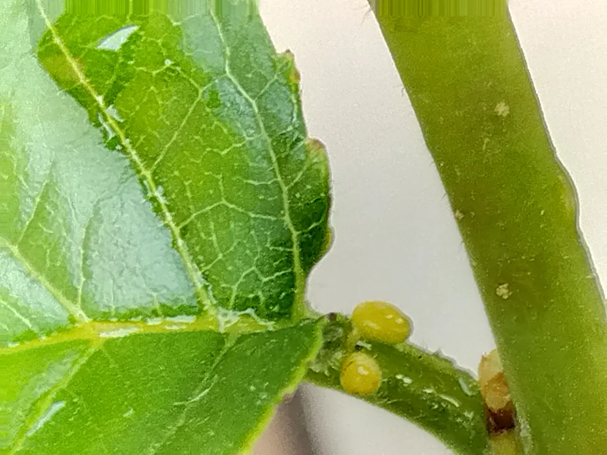 犬がさくらんぼの種を食べたときの症状と応急処置を獣医師が解説ペット保険のPS保険