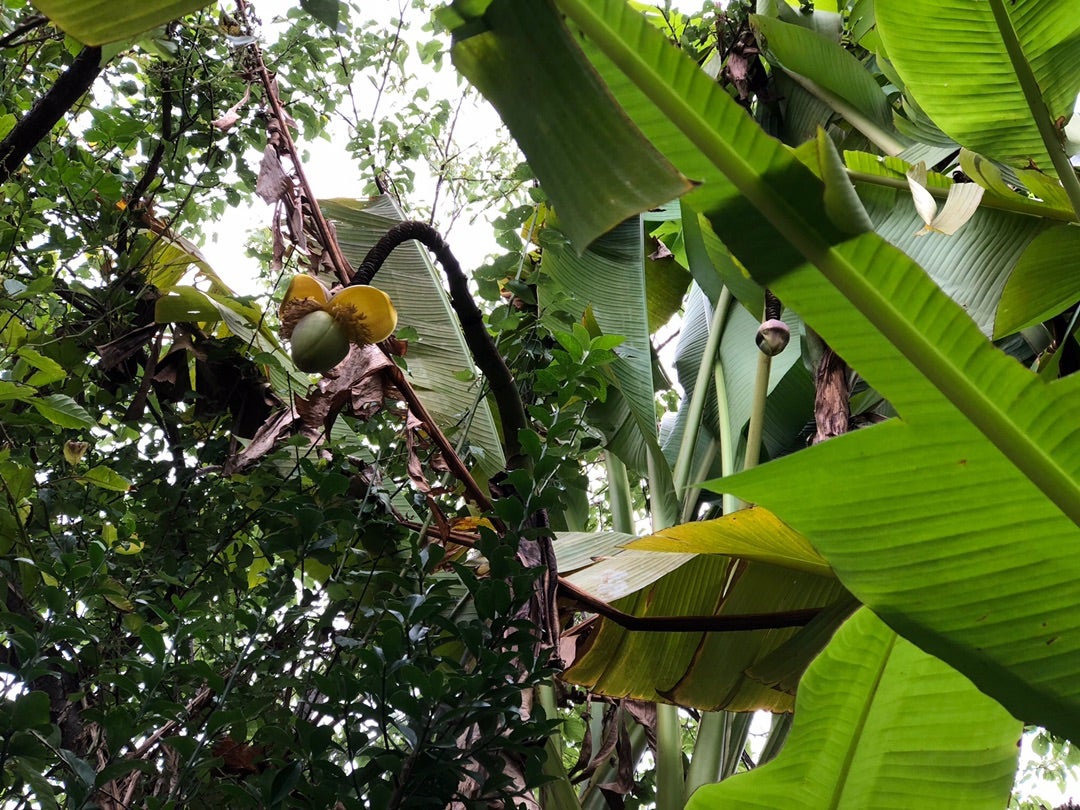 芭蕉とバナナ断箋残墨記
