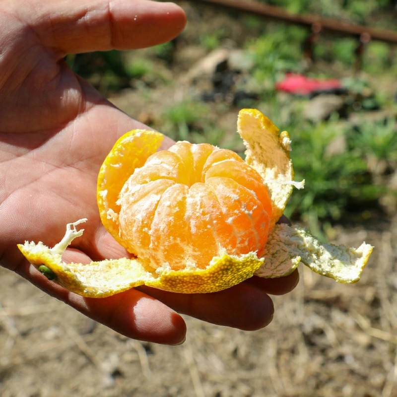 こたつでみかん」の意味！今こそ見直したい健康へのメリット！四季おりおり快適生活