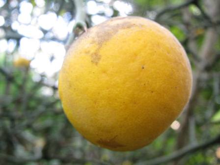 からたち酒オンリーワン理念は、思いや志を文字にて表現してまとめたものです。言葉のチカラです。 - 楽天ブログ