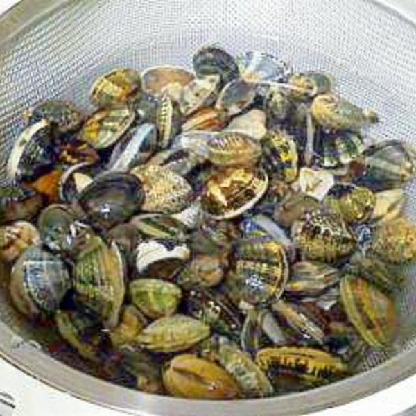 プロ直伝！あさりの砂抜きと海水の塩分濃度