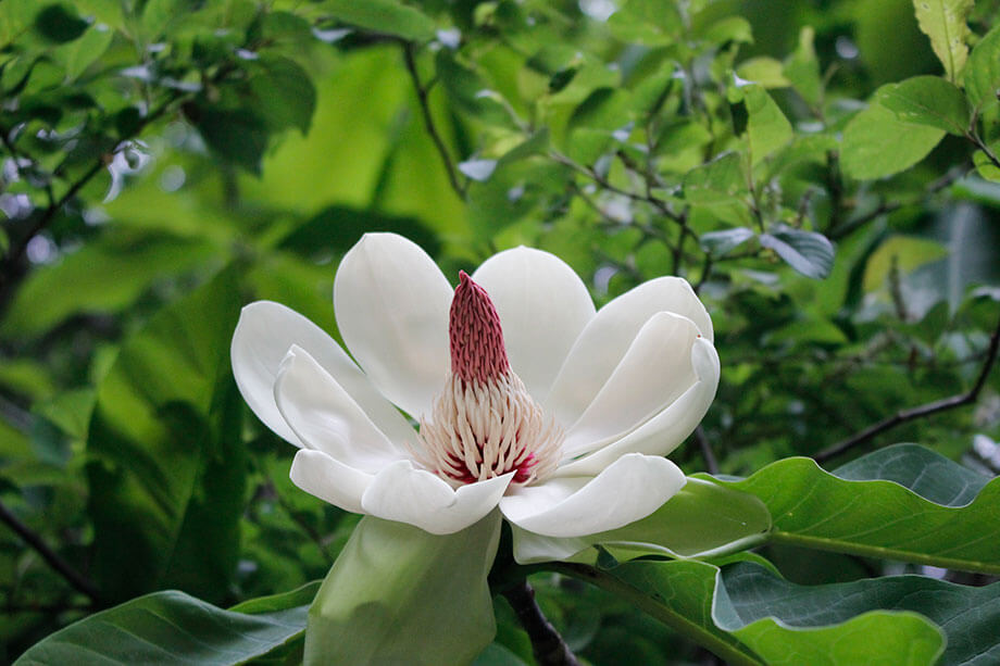 その他葉もの生花 葉物 通販 - はなどんやアソシエ