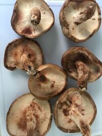 椎茸石づきの取り方と使い方