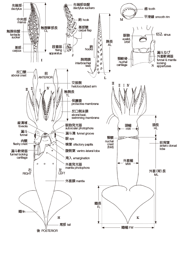 イカの部位と製品