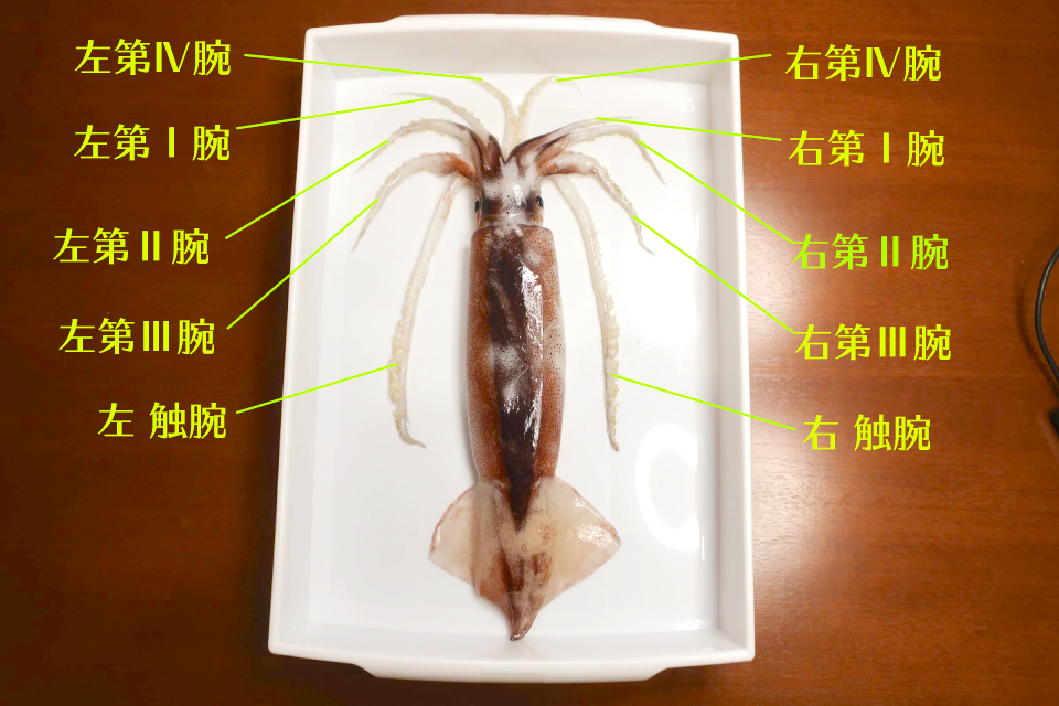 北海道産いか軟骨、刺身用 漁場通販のさかなだマート