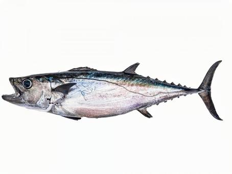 無料のマグロ珍味イラスト素材PNG・フリー 画像 - Pngtree