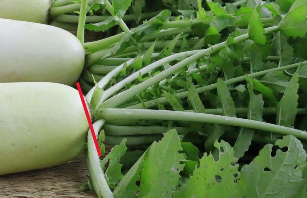 失敗しない大根の育て方 大根が育たない・長くならない・太らない原因とはさびまりの野菜栽培ブログ