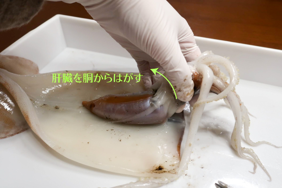 佐野まいける食道が脳を通り、腕で精子を渡す！？イカを解剖してその不思議にせまろうWILD MIND GO! GO