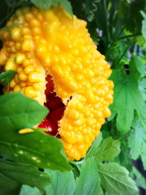 夏に食べたい！ゴーヤとツナのサラダ