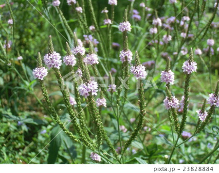 バーベナ ハスタータピンク＊ 夏花壇風～♪１３
