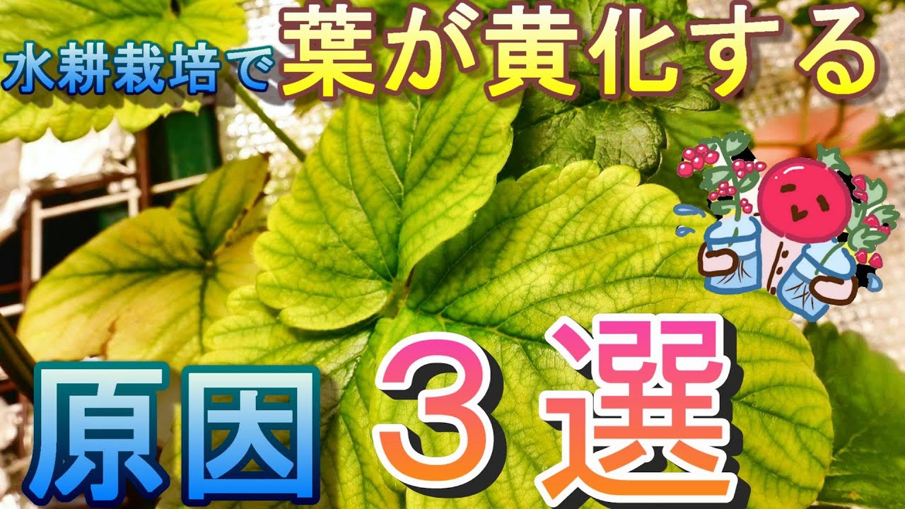 普段よりお得✨️」超希少❗️原種アンスリウム ベイチー 大葉