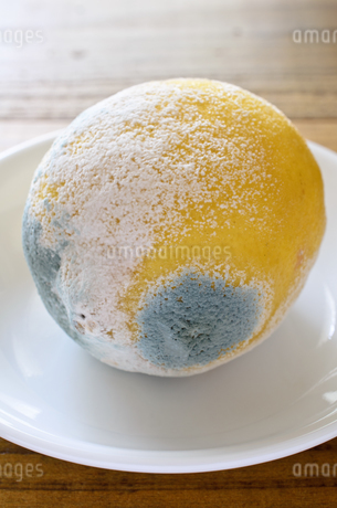 お掃除コラム カビって何者なの？カビが生えると人体にどう影響するの？カビの正体を徹底解説 – Handy Rabbit ハンディラビット