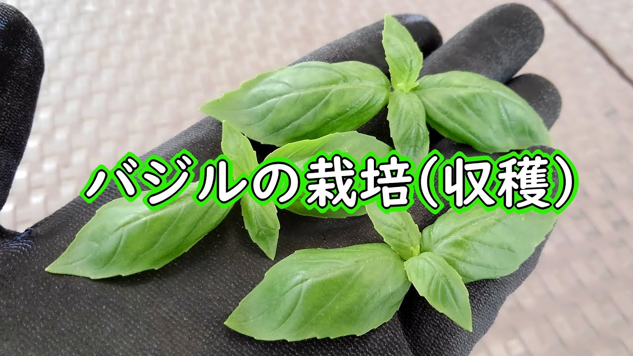 バジルの収穫時期や摘み方～摘心、切り戻しをして長くたくさん収穫しようLOVEGREEN ラブグリーン