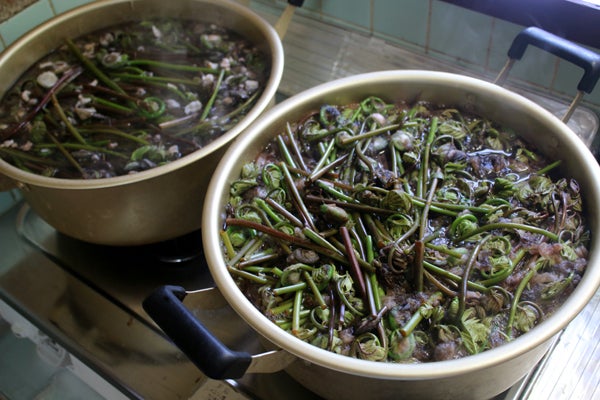 灰で行う苦味の出ないゼンマイのアク抜き特選男の料理