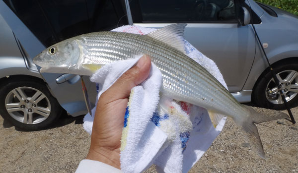 ソトイワシ 2010.11.09- WEB魚図鑑