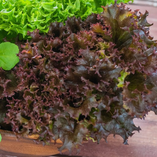 サニーレタスが真っ赤っか 原因は？ちょろ松の家庭菜園奮闘記 - 楽天ブログ
