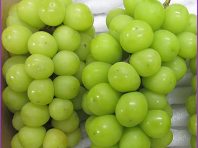 美味しい理由シャインマスカット農園日記